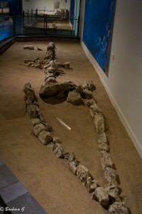 IMG_5614