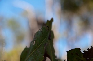 IMG_7867