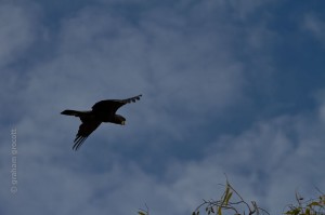 _MG_2285