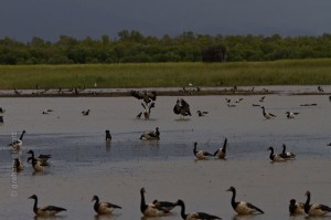 _MG_2785