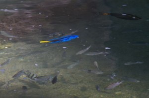 IMG_3070