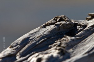 IMG_3262