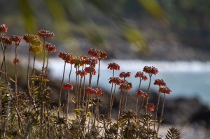 IMG_3417