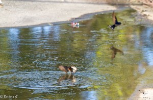 IMG_5124