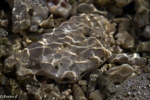 IMG_5262