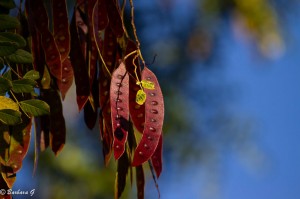 IMG_5410