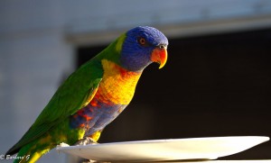 IMG_5428