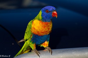 IMG_5468