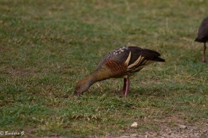 IMG_5523