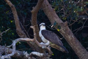 IMG_5625-2