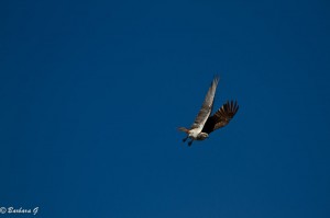 IMG_5630