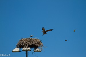 IMG_5636