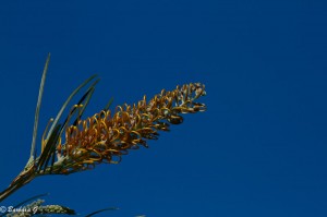 IMG_5664