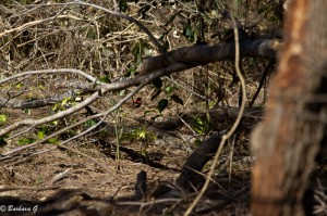 IMG_5685
