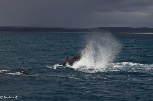 IMG_5972