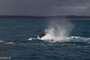 IMG_5973