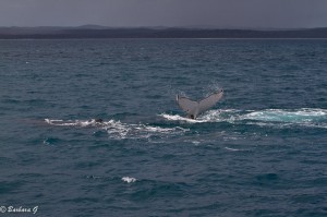 IMG_5980