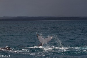 IMG_5983