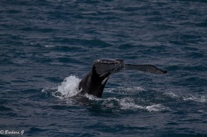 IMG_5994