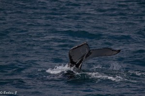 IMG_5996