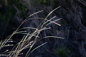 IMG_6007