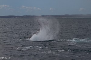 IMG_6045