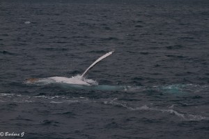 IMG_6052