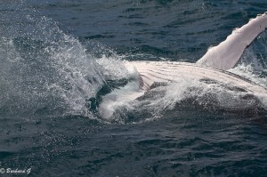 IMG_6171