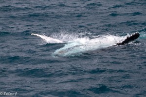 IMG_6262