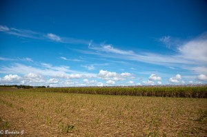 IMG_6440