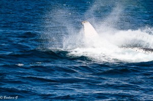 IMG_6645