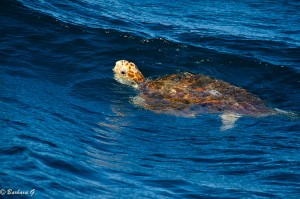 IMG_6735