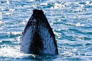 IMG_6843