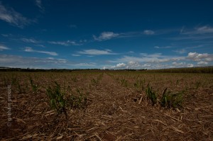 IMG_8299