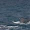 _MG_3524