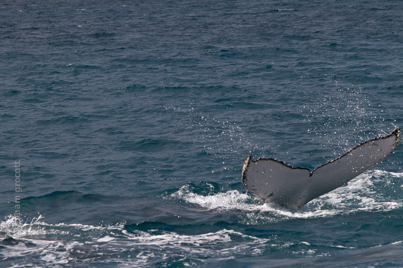 _MG_3524