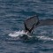 _MG_3535