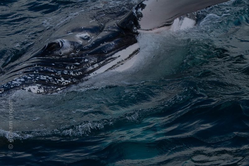 _MG_3923